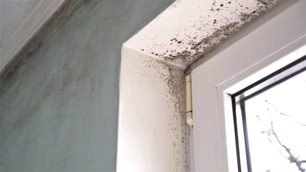 Office Mold Removal Services in Stanaford, WV