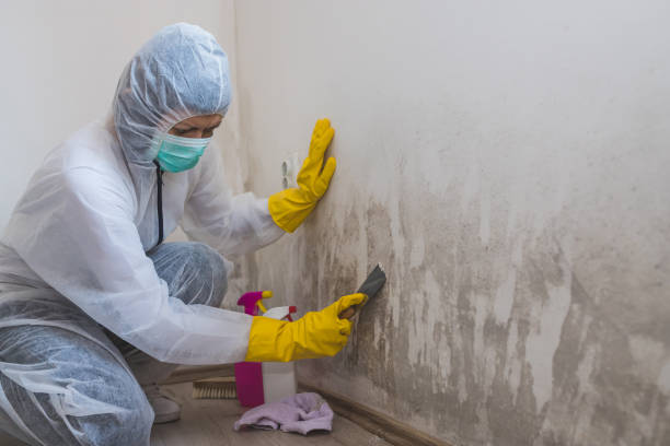 Best Emergency Mold Removal  in Stanaford, WV