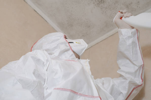 Best Local Mold Removal Service  in Stanaford, WV