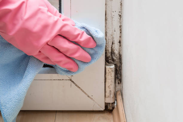 Best Fast Mold Removal  in Stanaford, WV