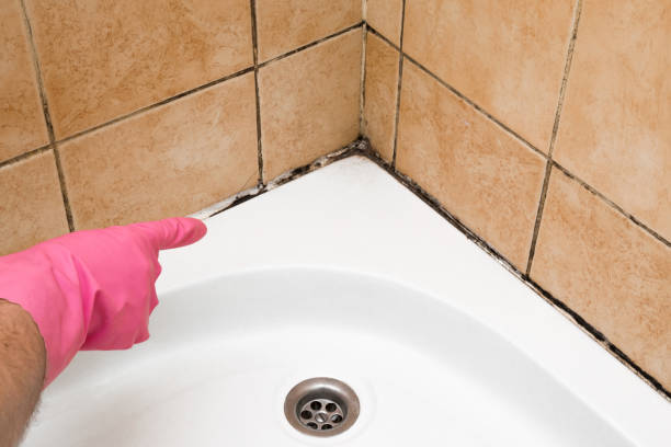 Best Local Mold Removal Service  in Stanaford, WV